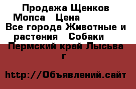 Продажа Щенков Мопса › Цена ­ 18 000 - Все города Животные и растения » Собаки   . Пермский край,Лысьва г.